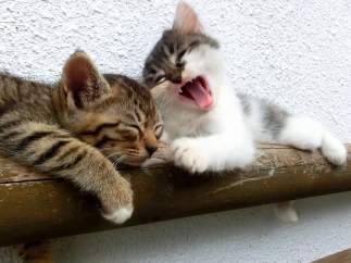 Gatos