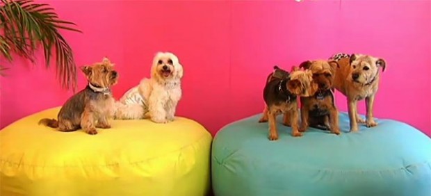 Un hotel 5 estrellas para mascotas