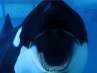 Muere Tilikum, la orca cautiva más grande del mundo
