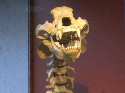 Huesos de oso prehistórico