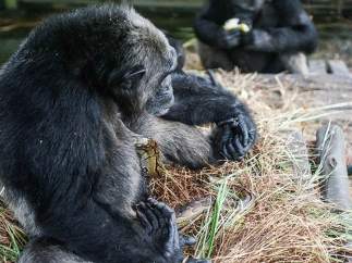 Un chimpancé adopta a una pitón