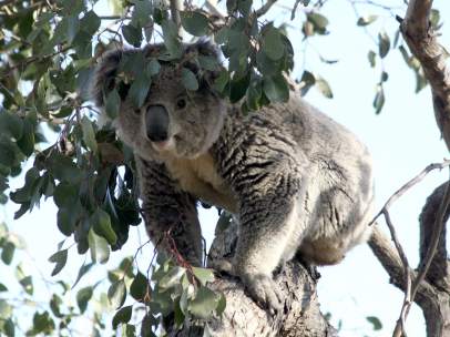 Los koalas se bajan de los eucaliptos por el aumento de las temperaturas