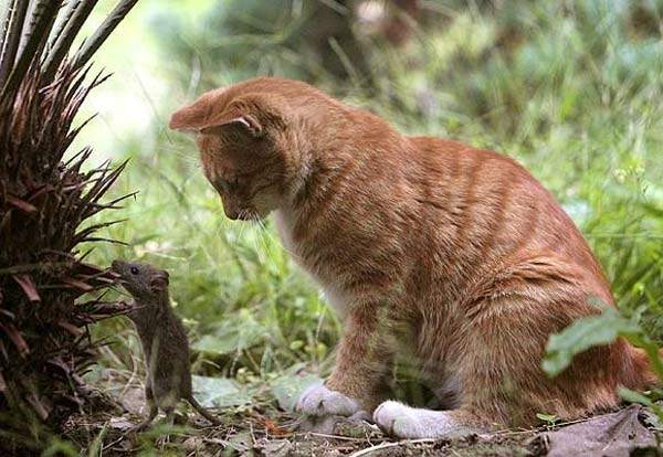 Datos curiosos que no conocías de los animales más comunes Datos curiosos que no conocías de los animales más comunes