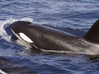 Las orcas casi se extinguen durante la Edad de Hielo