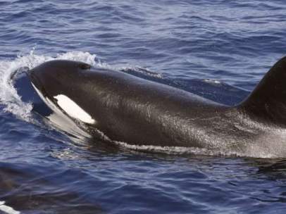 Las orcas casi se extinguen durante la Edad de Hielo