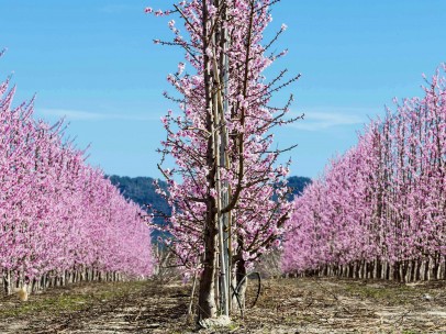El primer aviso de la primavera cae en Cieza