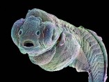 Zebrafish embryo
