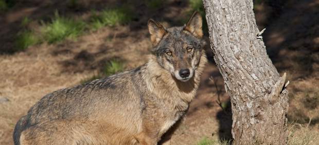 Lobo ibérico