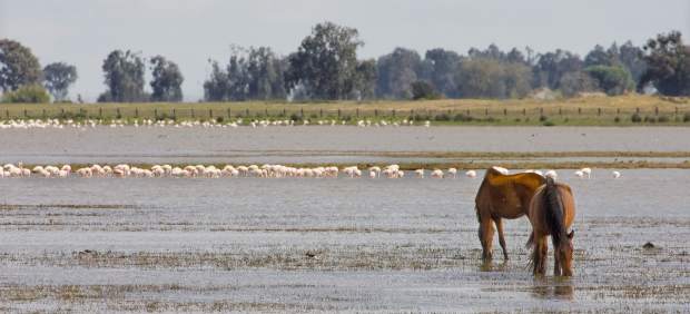 Doñana