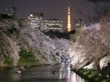 Primavera en Tokio Primavera en Tokio