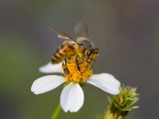 Abeja