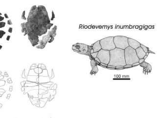 Encuentran en Teruel el fósil de una nueva especie de tortuga