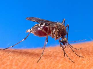 Mosquito Aedes aegypti