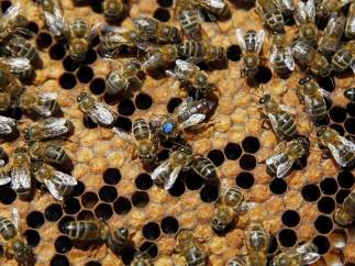 Abejas