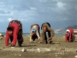 Familia de cuadrúpedos en Turquía Familia de cuadrúpedos en Turquía