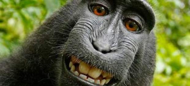Selfie macaco