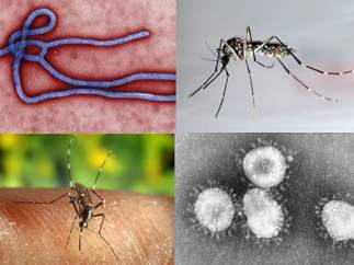 Ébola, malaria, dengue y coronavirus