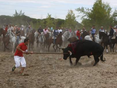 Toro de la Vega