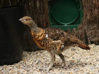 Urogallo cantábrico