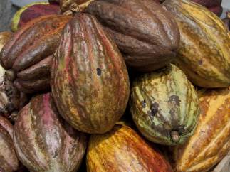 Cacao