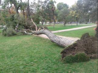 Cae un pino en el Retiro