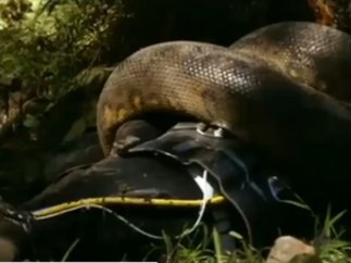 Un reportero se deja comer por una anaconda