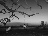 Woodville Farm Labor Camp. San Joaquin Valley, California