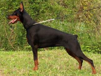 Doberman