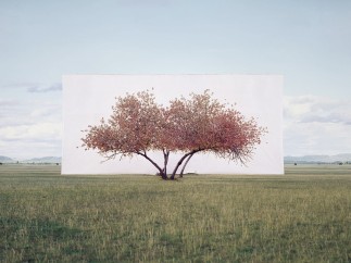 Tree . . . #2, 2011, from the series Tree Abroad, By Myoung Ho Lee