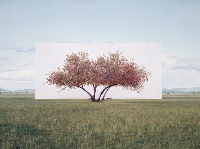Tree . . . #2, 2011, from the series Tree Abroad, By Myoung Ho Lee