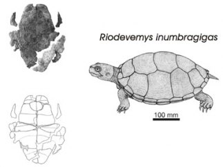 Tortuga Riodevemys inumbragigas