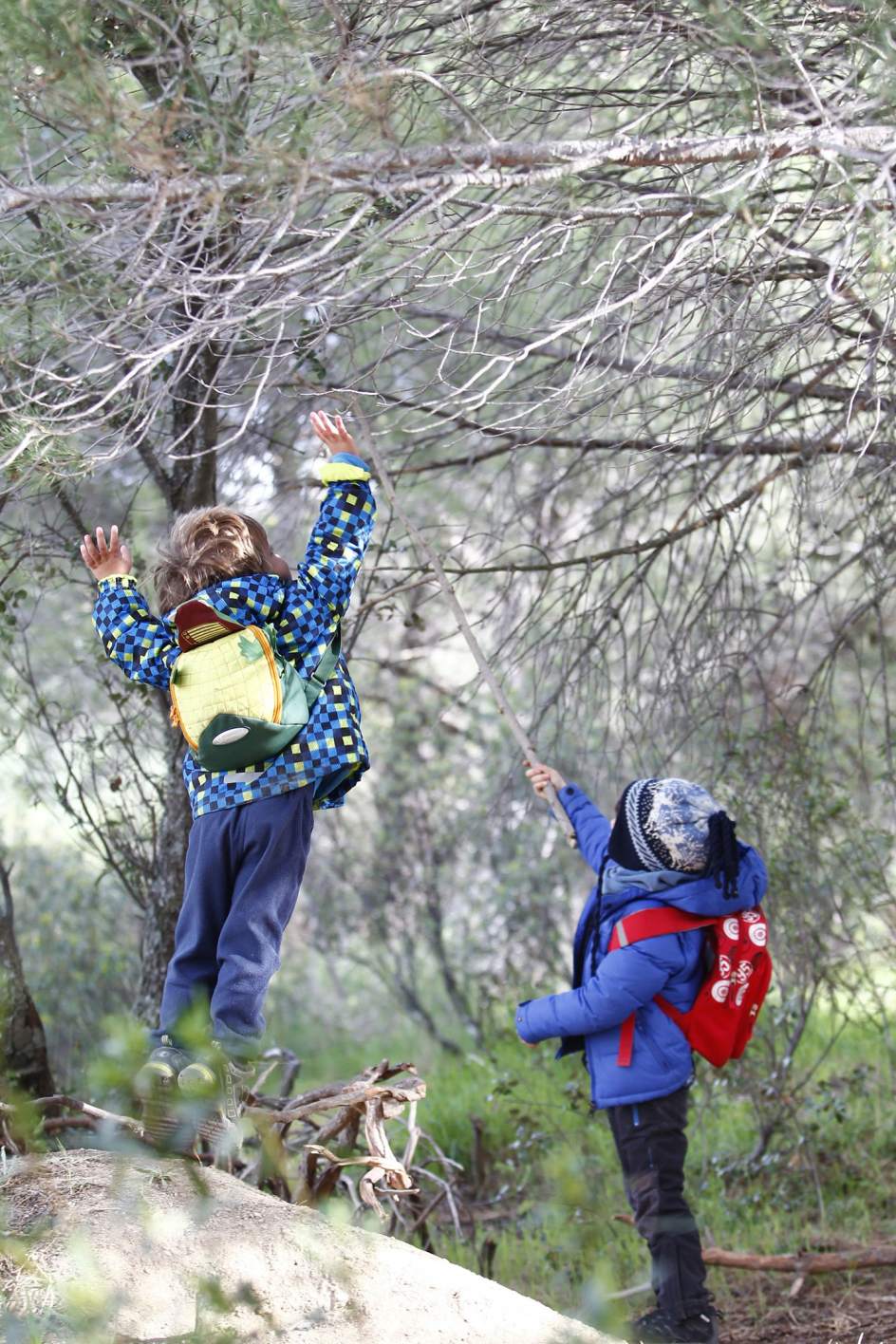Foto Escuela en el bosque Escuelas en el bosque