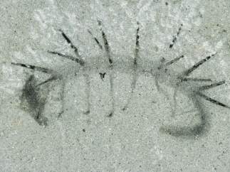Hallucigenia