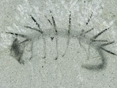 Hallucigenia