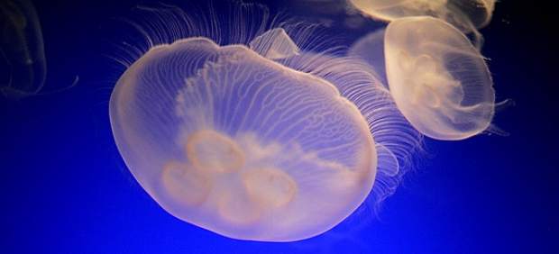 Medusas Medusas