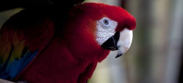 Lapa roja, en Nicaragua
