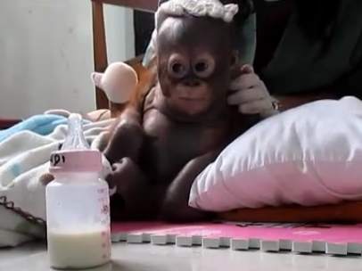 Budi