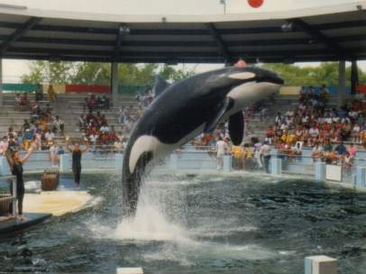 Orca Lolita