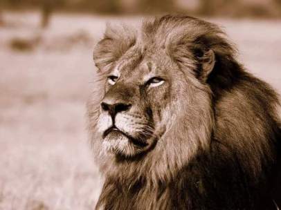 Cecil