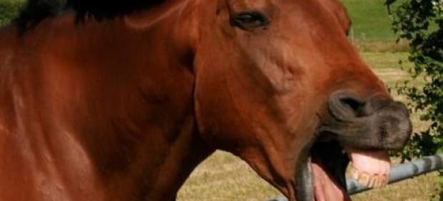 Expresión facial en un caballo.