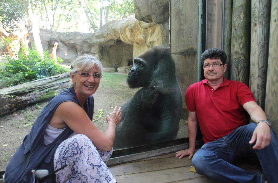 Por el bienestar de los gorilas