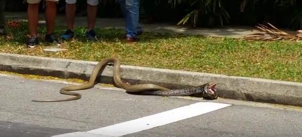 Pelea entre serpientes