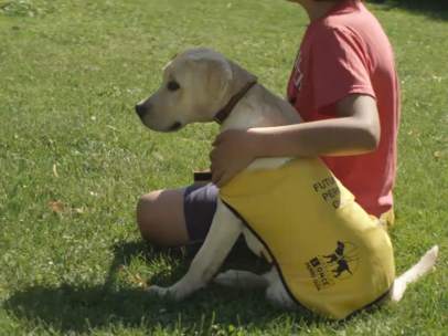 Perro guía