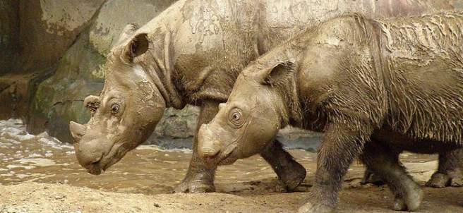 Rinoceronte de Sumatra