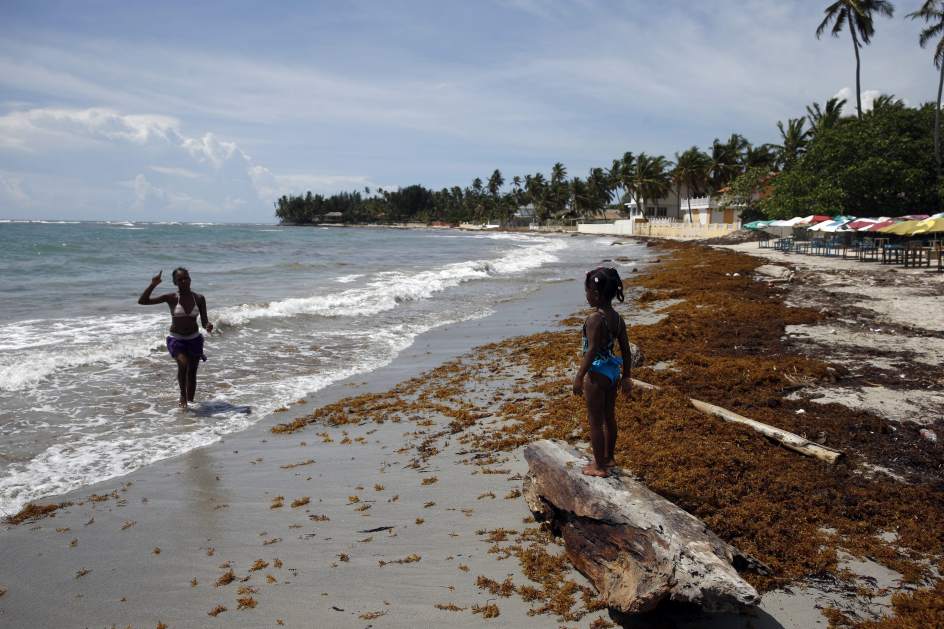 Invasión de algas en República Dominicana