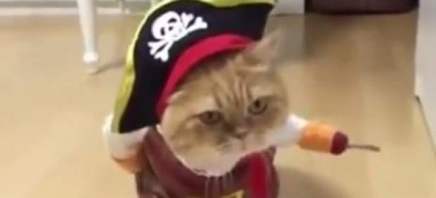 Gato pirata