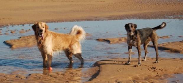 Perros en la playa Perros en la playa