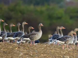 Descubre el Camino de Santiago de las aves viajeras