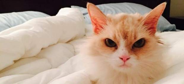 Pearl, la gata enfadada