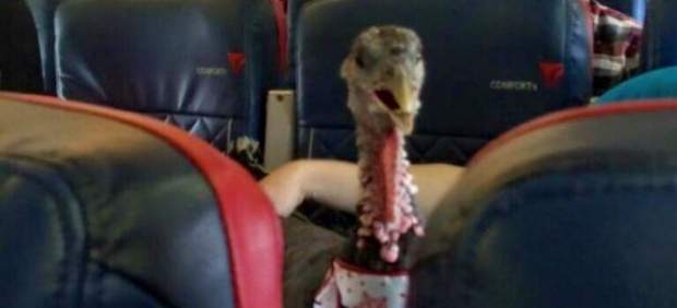 Un pavo en el avión